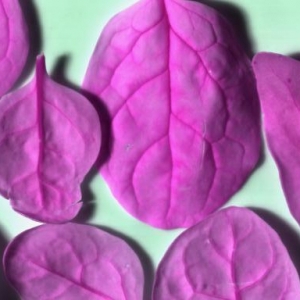 Spinach Xpol 25000 Us HSNR10 2015 10 09T133543 Raw Rad REF Thumb