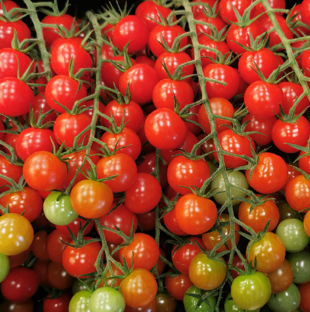 Tomato Quality Grading