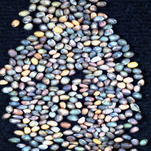 SEEDS MICROSCOPE VNIR 1800 SN00828 4000 Us 1X HSNR10 2016 06 20T161248 Raw Rad REF Crop2 Thumb